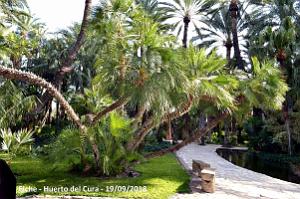19 ELCHE HUERTO DEL CURA (73)